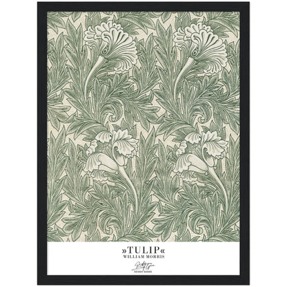»Tulip, 1«