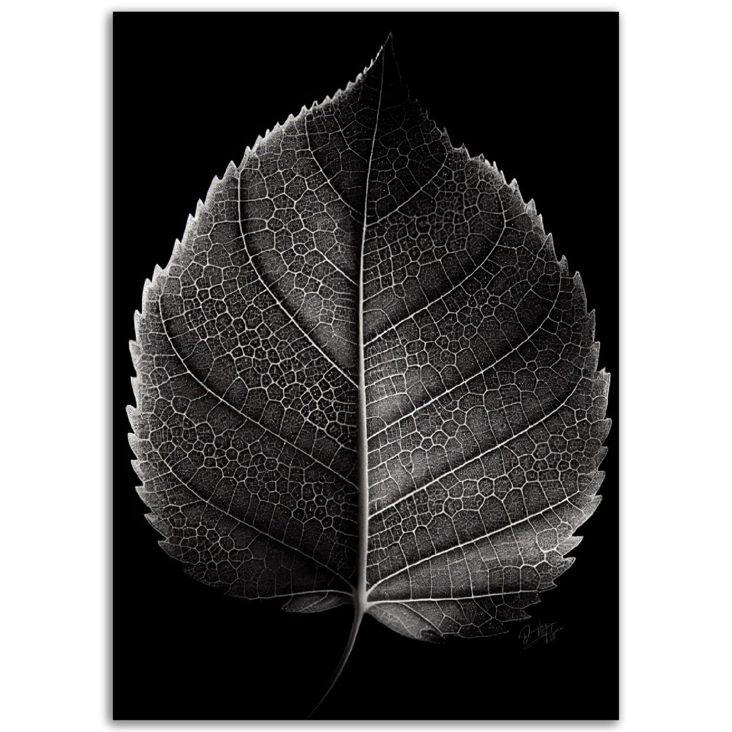 »Contrasting leaf Lines« poster