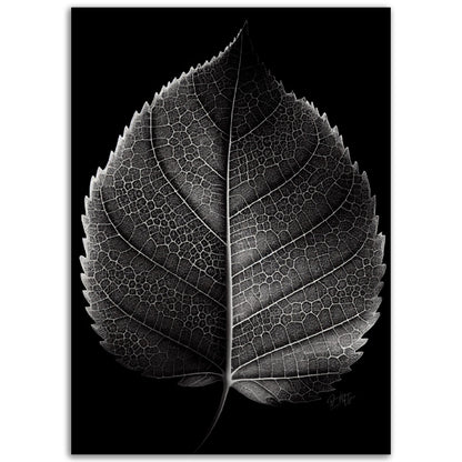 »Contrasting leaf Lines« poster