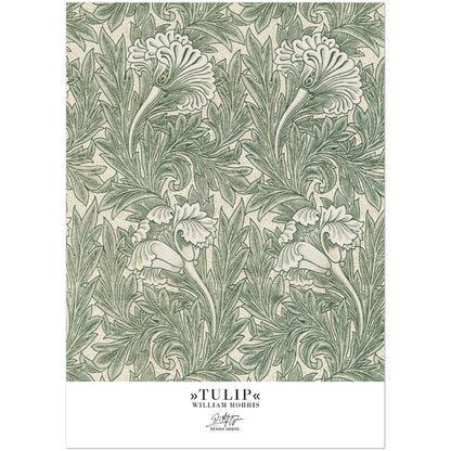 »Tulip, 1«