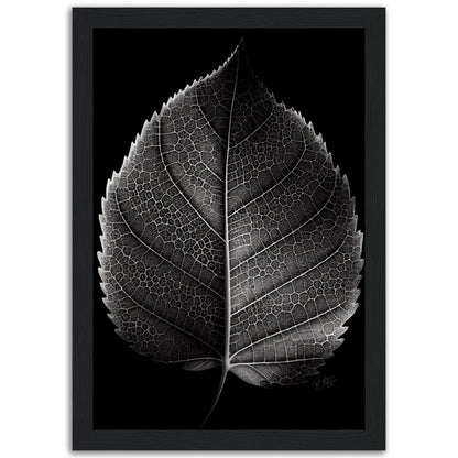 »Contrasting leaf Lines« poster