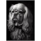 »Spectacled Spaniel« retro poster