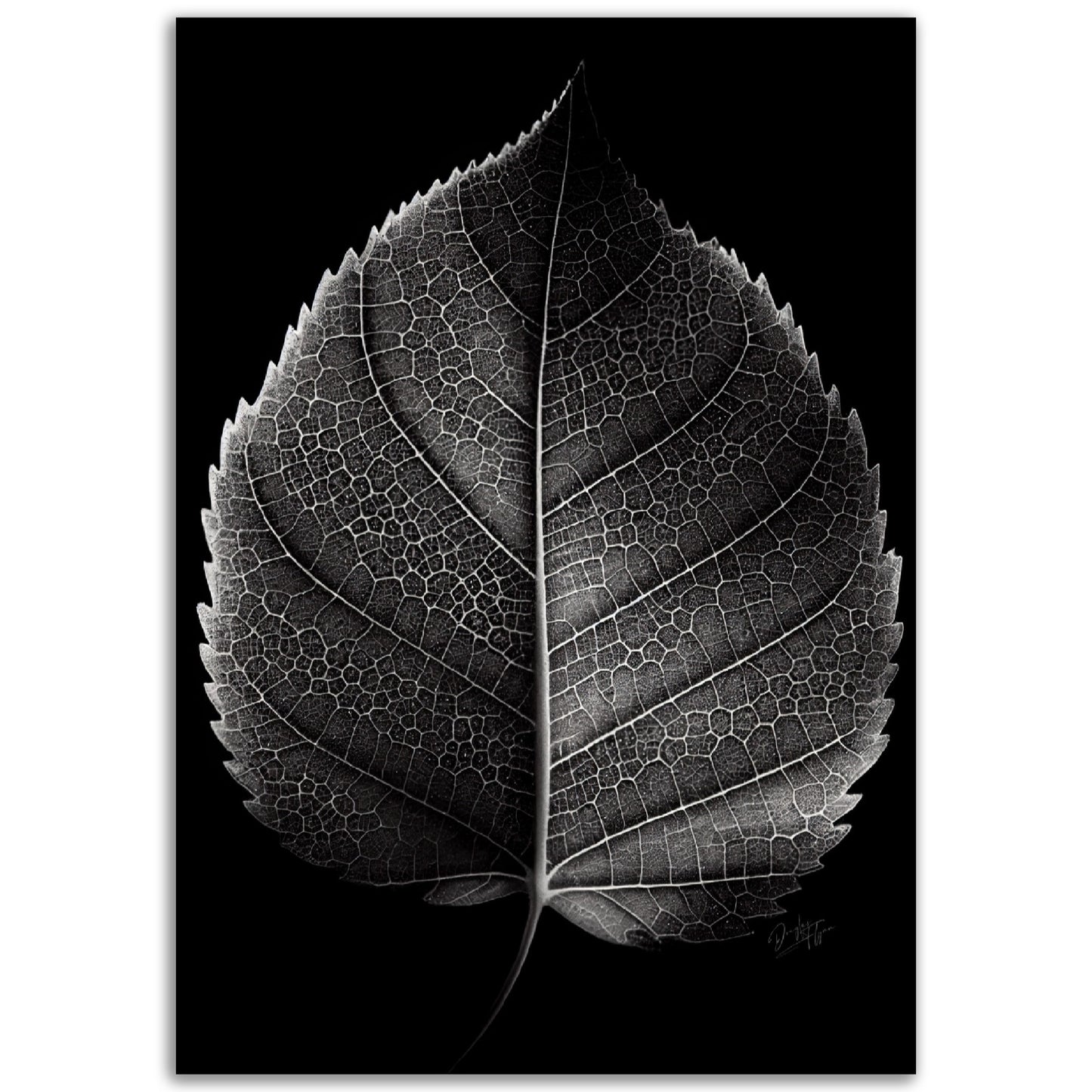 »Contrasting leaf Lines« poster