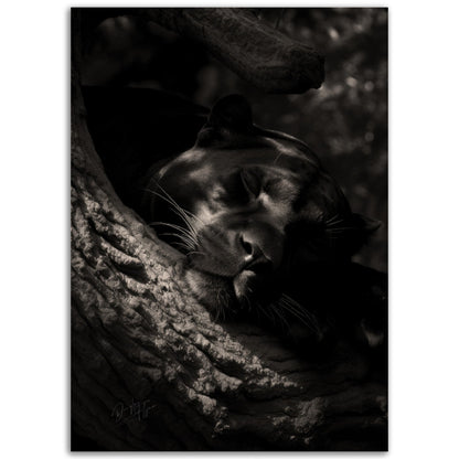 »Peaceful Slumber« poster