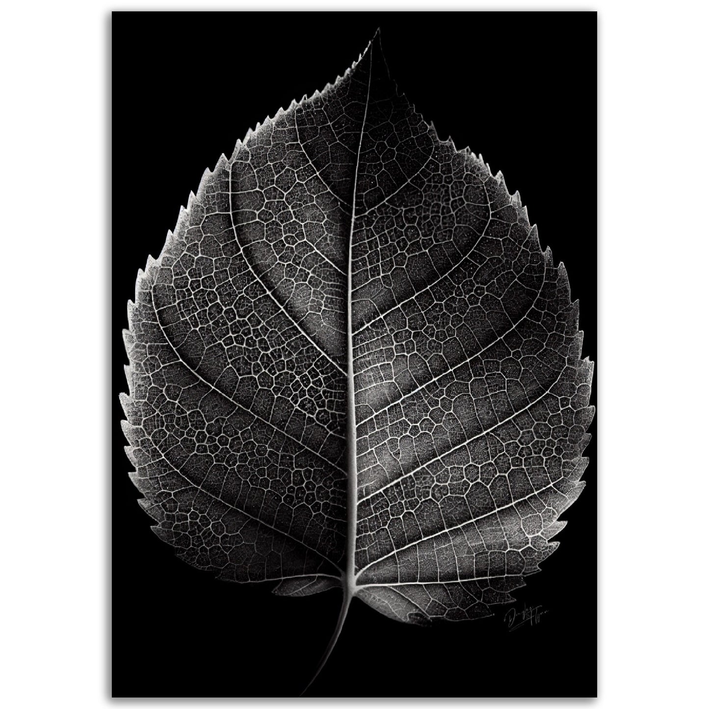 »Contrasting leaf Lines« poster