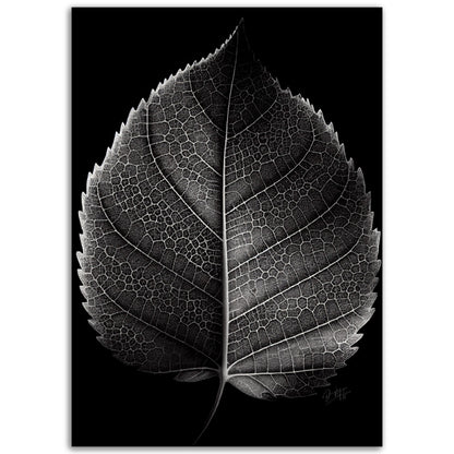 »Contrasting leaf Lines« poster