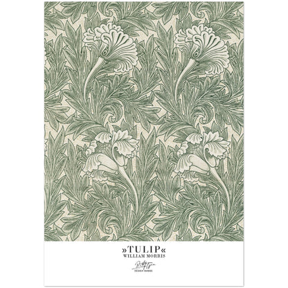 »Tulip, 1«