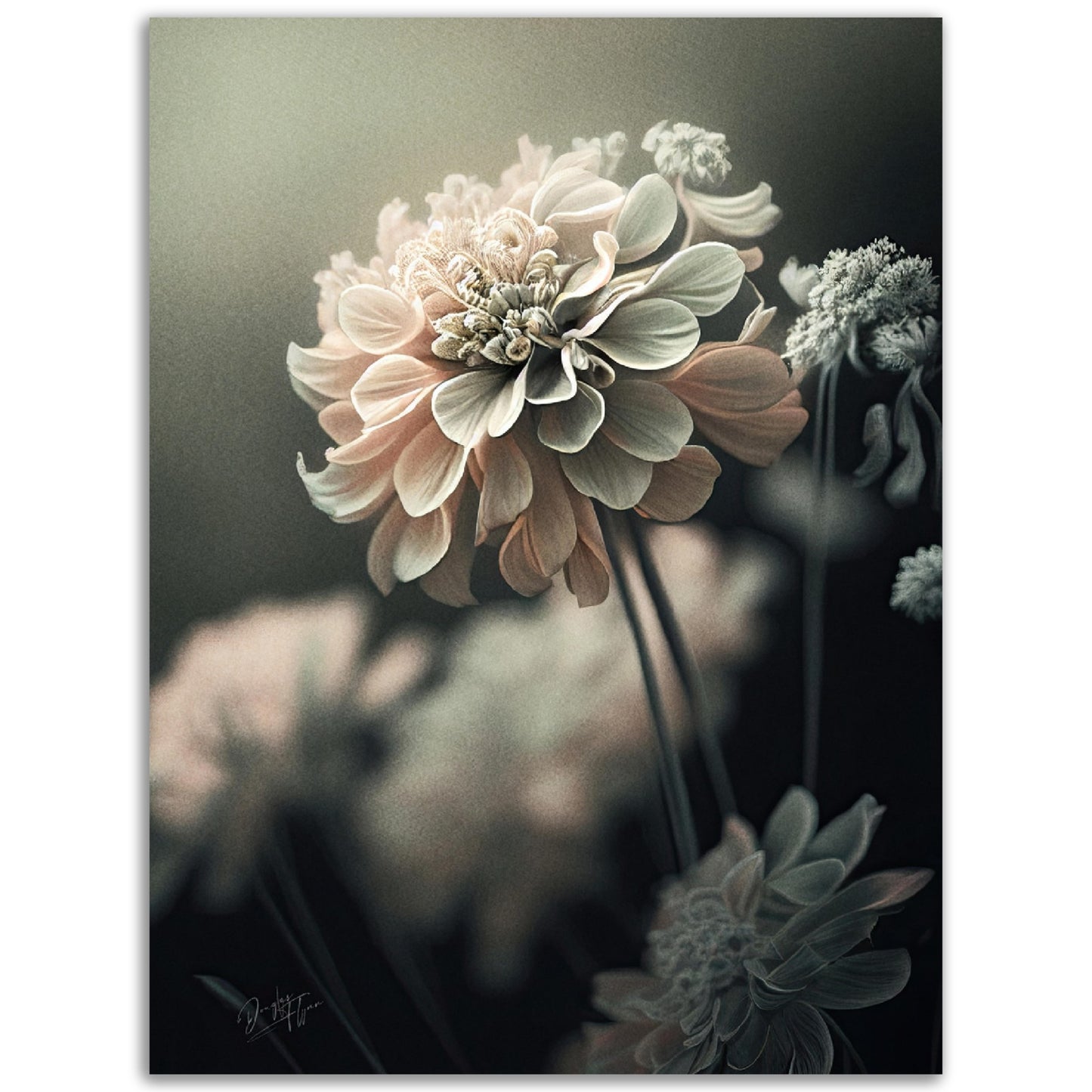 »Soft Petals« designposter