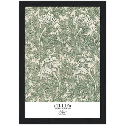 »Tulip, 1«